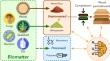 Self-binding wood biocomposites from raw biomatter