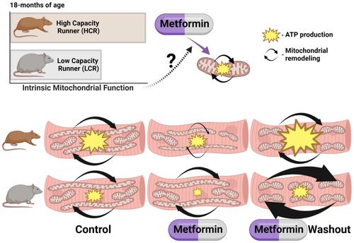 Metformin treatment results in distinctive skeletal muscle mitochondrial remodeling in rats with different intrinsic aerobic capacities