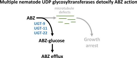 Multiple UDP glycosyltransferases modulate benzimidazole drug sensitivity in the nematode Caenorhabditis elegans in an additive manner