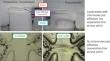 Welding of selected dissimilar polymers via matching viscosity through dual temperature infrared and hot plate heating