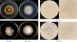 Secondary metabolites of Siberian phytopathogenic fungi of the genus Corinectria Gonzalez & Chaverri and their phytotoxicity