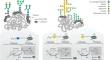 N-Glycosylation of Plant Proteins