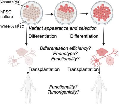 Culture-acquired genetic variation in human pluripotent stem cells: Twenty years on.