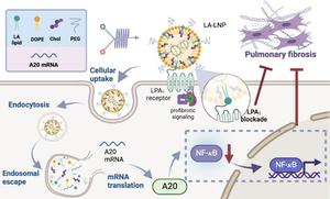 LPA1 antagonist-derived LNPs deliver A20 mRNA and promote anti-fibrotic activities