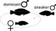 A Theoretical Comparison of Alternative Male Mating Strategies in Cephalopods and Fishes.