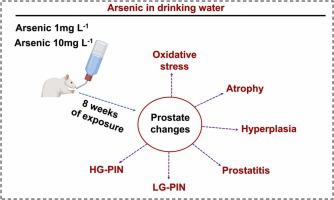 Subchronic intake of arsenic at environmentally relevant concentrations causes histological lesions and oxidative stress in the prostate of adult Wistar rats