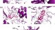 Analyzing energetics and dynamics of hepatitis C virus polymerase interactions with marine bacterial compounds: a computational study