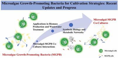 Microalgae growth-promoting bacteria for cultivation strategies: Recent updates and progress