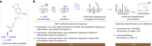 Capturing acyl-enzyme intermediates with genetically encoded 2,3-diaminopropionic acid for hydrolase substrate identification.