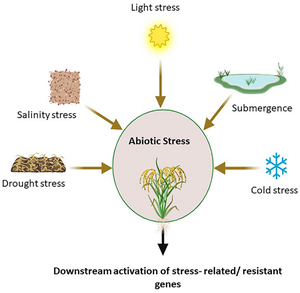 Deciphering molecular regulation of reactive oxygen species (ROS) and reactive nitrogen species (RNS) signalling networks in Oryza genus amid environmental stress.