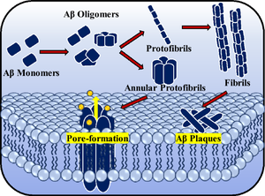 Aggregation Behavior of Amyloid Beta Peptide Depends Upon the Membrane Lipid Composition.