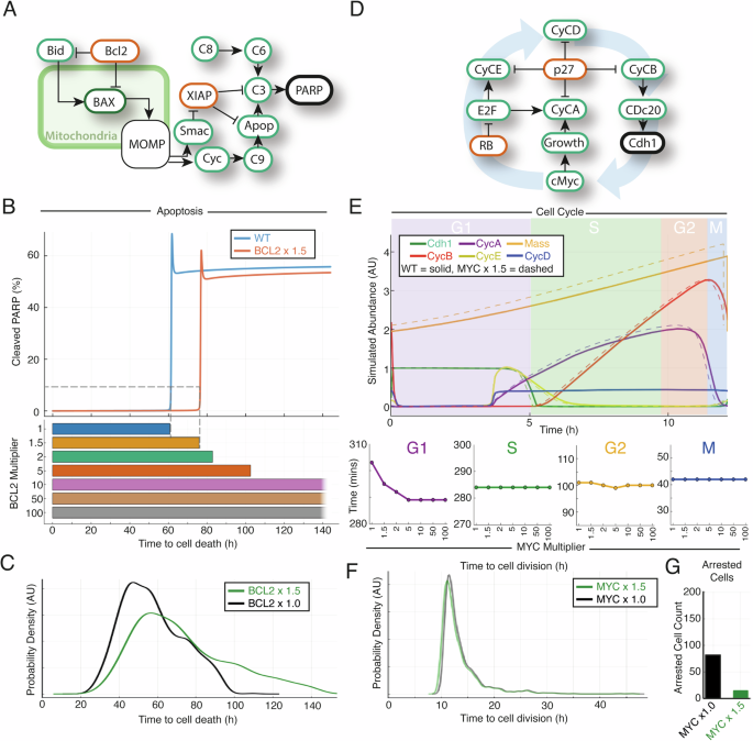 Patient-specific computational models predict prognosis in B cell lymphoma by quantifying pro-proliferative and anti-apoptotic signatures from genetic sequencing data