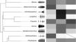 Do body size and habitat shape call frequencies of Brazilian hylids (Amphibia: Anura)?