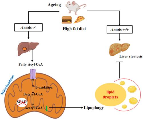 Aging-induced short-chain acyl-CoA dehydrogenase promotes age-related hepatic steatosis by suppressing lipophagy