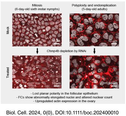 CHMP4B contributes to maintaining the follicular cells integrity in the panoistic ovary of the cockroach Blattella germanica