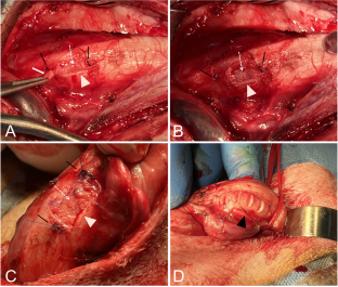 Long-term histological and hemodynamic findings of repairing penile tunica albuginea defects with collagen fleece in dogs.