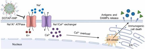 Cationic lipid-polymer hybrid nanoparticle drives in situ generation and lymphatic navigation of tumor antigens to prime systemic antitumor immunity