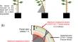 Responses of wood formation to bending: a matter of dose and sensitivity adjustments