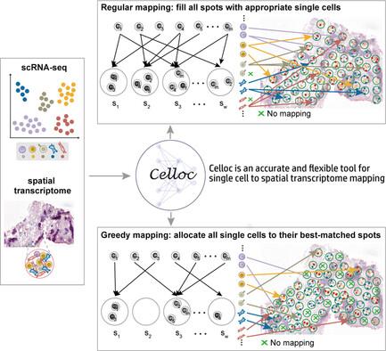 Accurate and Flexible Single Cell to Spatial Transcriptome Mapping with Celloc