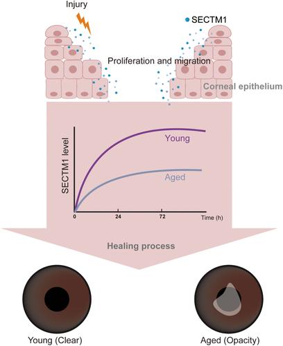 Deficiency of SECTM1 impairs corneal wound healing in aging