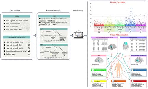 Casual associations between brain structure and sarcopenia: A large-scale genetic correlation and mendelian randomization study