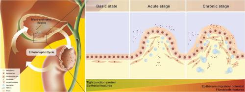 Enterohepatic circulation of nanoplastics induced hyperplasia, epithelial-mesenchymal transition, and neutrophil extracellular traps in gallbladder