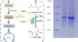 Enhancing L-asparagine Production Through In Vivo ATP Regeneration System Utilizing Glucose Metabolism of Escherichia coli.