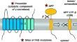 Amyloid-independent pathogenesis for Alzheimer’s disease: implications for drug design