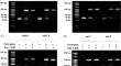 Primer generation-rolling circle amplification method optimized for the detection of pathogenic bacteria