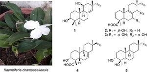 Five pimarane diterpenoids from Kaempferia champasakensis and their cytotoxic activities