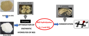 Optimization of enzymatic hydrolysis and fermentation of bleached garlic straw for bioethanol production