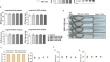 Anti-rheumatic property and physiological safety of KMU-11342 in in vitro and in vivo models.