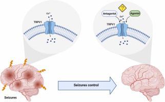 TRPV1 channel in the pathophysiology of epilepsy and its potential as a molecular target for the development of new antiseizure drug candidates