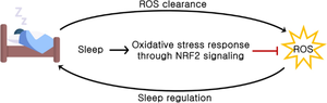 Sleep and Oxidative Stress: Current Perspectives on the Role of NRF2.