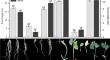 Strategies induced by methyl jasmonate in soybean seedlings under water restriction and mechanical wounding