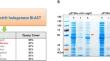 Production of halogenated indigo by Escherichia coli whole-cell conversion system with novel halogenase derived from Pseudoalteromonas nigrifaciens