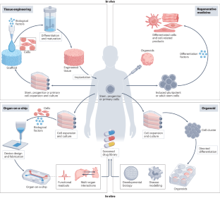 Integrating organoids and organ-on-a-chip devices