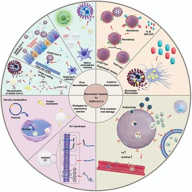 Extracellular Vesicle-Inspired Therapeutic Strategies for the COVID-19.