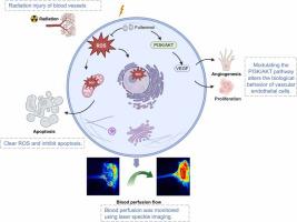 Fullerenol-mediated vascular regeneration and radioprotection: A strategy for tissue recovery post-radiation