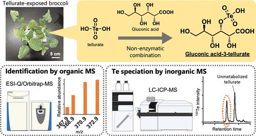 Identification of Tellurium Metabolite in Broccoli Using Complementary Analyses of Inorganic and Organic Mass Spectrometry