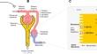 Utilising Endogenous Biomarkers in Drug Development to Streamline the Assessment of Drug-Drug Interactions Mediated by Renal Transporters: A Pharmaceutical Industry Perspective.