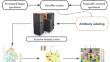 Analysis of tumor microenvironment alterations in partially responsive rectal cancer patients treated with neoadjuvant chemoradiotherapy.