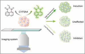 3D spheroid HepaRG and fluorescent biphasic tracer for CYP3A4-mediated antibiotic interaction monitoring in sepsis.