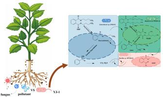 Mechanisms of synthetic bacterial flora YJ-1 to enhance cucumber resistance under combined phthalate-disease stresses.