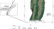 Allometric scaling of above and below ground biomass of the critically endangered agarwood (Aquilaria malaccensis Lam.) in homegardens