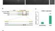 Rice Big Grain1 improves grain yield in ectopically expressing rice and heterologously expressing tobacco plants.