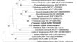 Crenobacter oryzisoli sp. nov., a novel phosphate-solubilizing bacterium isolated from the paddy soil.