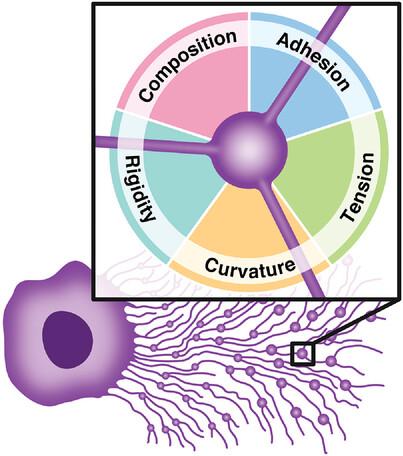 Biophysical aspects of migrasome organelle formation and their diverse cellular functions