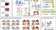 s<sup>2</sup>MRI-ADNet: an interpretable deep learning framework integrating Euclidean-graph representations of Alzheimer's disease solely from structural MRI.