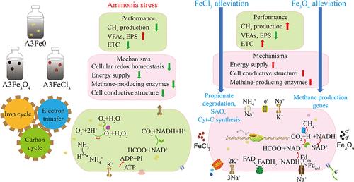 Distinct Mechanisms between Free Iron Species and Magnetite Addition in Anaerobic Digestion on Alleviating Ammonia Inhibition